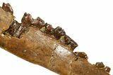 Cretaceous Fossil Mammal Jaw Section w/ Teeth - Wyoming #379753-3